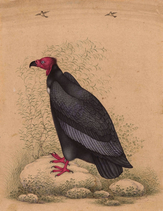 Red - Headed Vulture